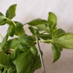 Basilic comment le couper