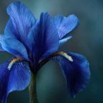 amarys-bleue