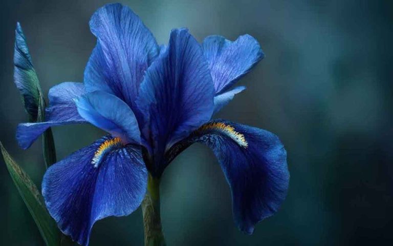 amarys-bleue