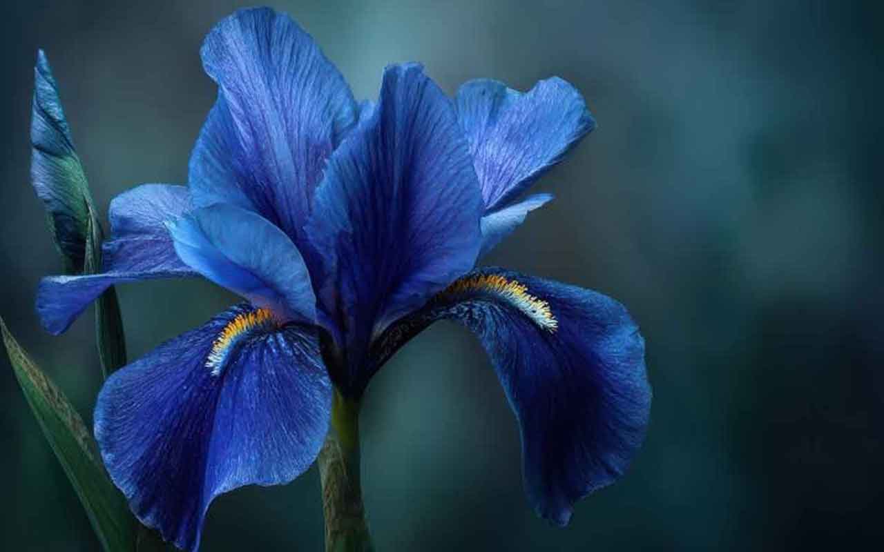amarys-bleue