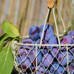 culture mirabelle violette