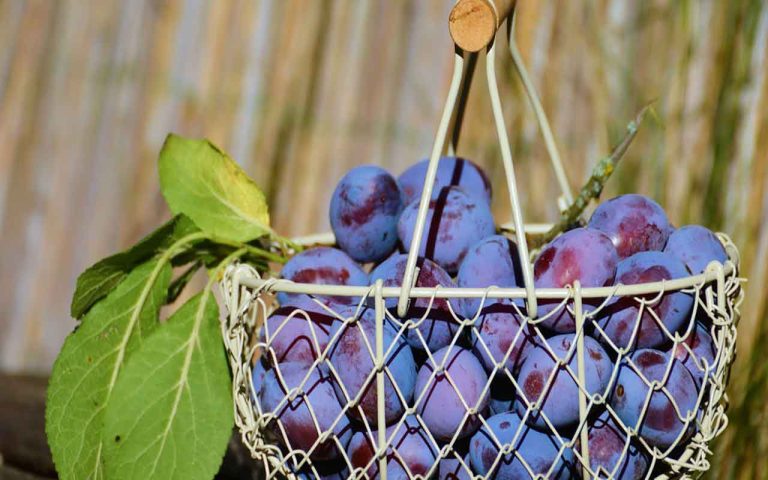 culture mirabelle violette