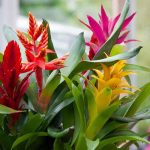 entretenir un guzmania