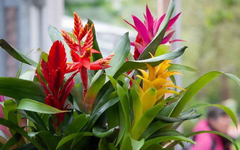 entretenir un guzmania