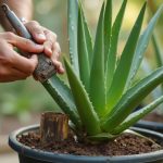 Inspection d'un aloe vera pour détecter des signes de pourriture.