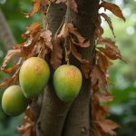 Manguier avec des feuilles marron dans un jardin tropical, illustrant le stress hydrique et thermique.