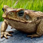 repulsif-crapaud