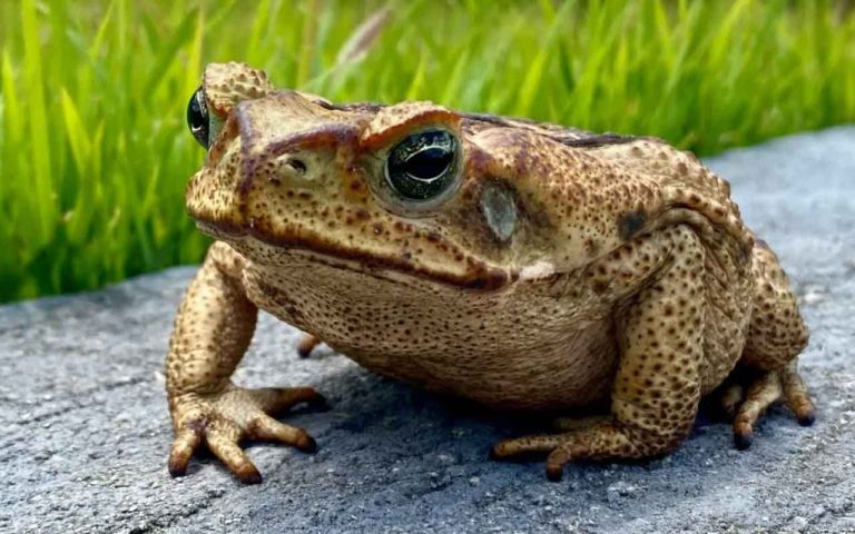 repulsif-crapaud