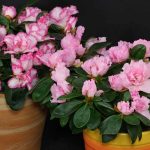 rhododendron-simsii-plantation