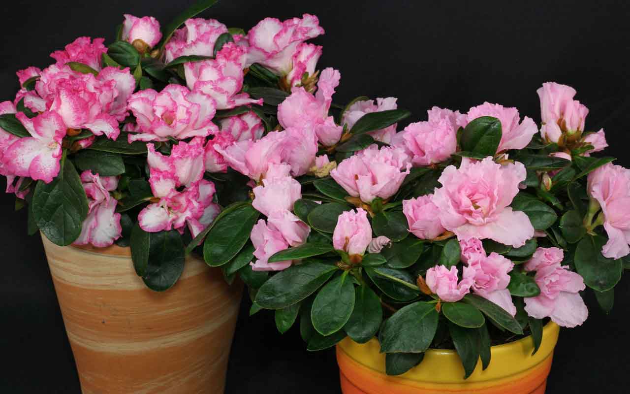 rhododendron-simsii-plantation