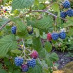 Framboisier à écorce blanche avec des framboises bleues mûres dans un jardin.