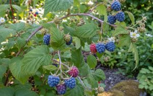 Framboisier à écorce blanche avec des framboises bleues mûres dans un jardin.