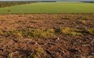 Déforestation en Amazonie avec des champs de soja, illustrant l'impact du glyphosate.