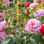 Rosier avec pucerons sur les jeunes pousses et feuilles abîmées.